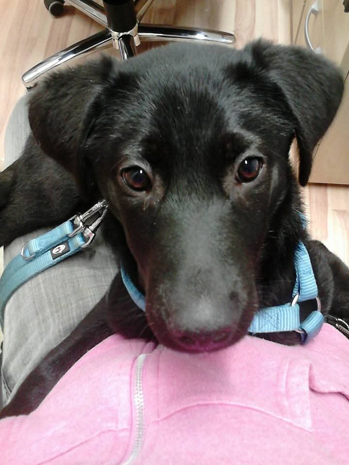 Was ich von meinem Hund über's Leben lernen durfte